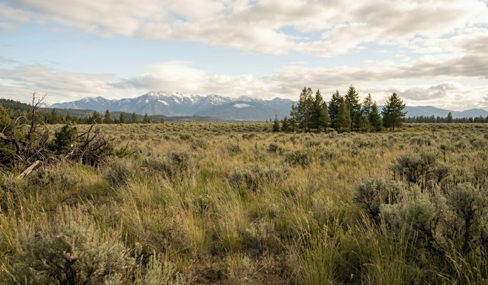 Raw unimproved land in Washington State ready for building evaluation