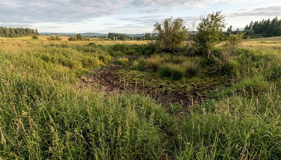 Vacant Washington lot with wetland area that may affect buildability